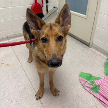 Lucia -  German Shepherd Dog Dog for Adoption in Murray, Utah - Lucia | PetCurious