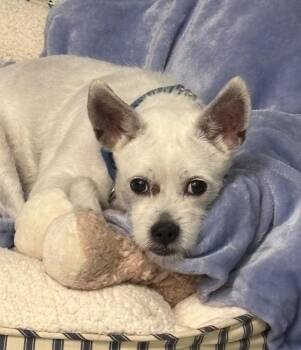 Aspen -  Terrier Dog for Adoption in Golden, Colorado - Aspen | PetCurious