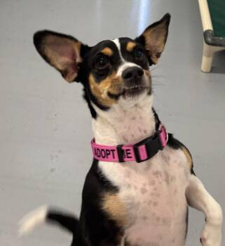 Zucchini -  Chihuahua Dog for Adoption in St. George, Utah - Zucchini | PetCurious