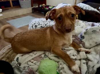 Chihuahua and Terrier Dogs Available for Adoption - Basil | PetCurious