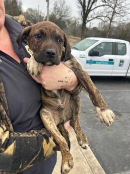 Mountain Cur Dogs Available for Adoption - Brady | PetCurious