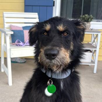 Gus of Goofington  (Benefactor Dog) -  Bernese Mountain Dog and Poodle Dog for Adoption in New Orleans, Louisiana - Gus Of Goofington  (Benefactor Dog) | PetCurious