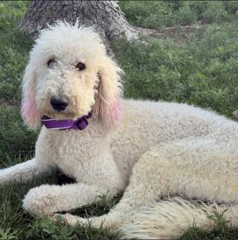 Brandi -  Poodle and Mixed Breed Dog for Adoption in Mead, Colorado - Brandi | PetCurious