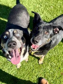 Siberian Husky and Cattle Dog Dogs Available for Adoption - Blaze - 1 | PetCurious