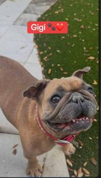 French Bulldog Dogs Available for Adoption in Fort Lauderdale, Florida - Gigi | PetCurious