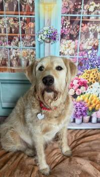 Labrador Retriever and Poodle Dogs Available for Adoption in Fruit Heights, Utah - Kilo | PetCurious