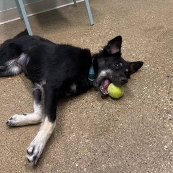 Raven -  Mixed Breed Dog for Adoption in Skokie, Illinois - Raven | PetCurious