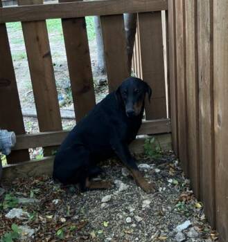 Doberman Pinscher Dogs Available for Adoption - CHAMPS | PetCurious