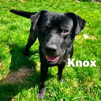 Knox 260299 -  Mixed Breed Dog Available for Adoption in Gladstone, Michigan - Knox 260299 | PetCurious