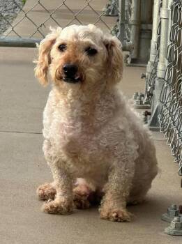 Poodle Dogs Available for Adoption in Sparta, Illinois - Sam | PetCurious