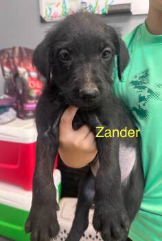 Zander K -  Labradoodle and American Bully Dog for Adoption in Dyersburg, Tennessee - Zander K | PetCurious