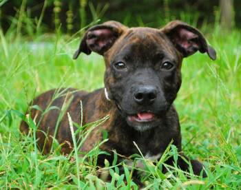 Rolo -  Boxer Dog for Adoption in Manchester, Tennessee - Rolo | PetCurious