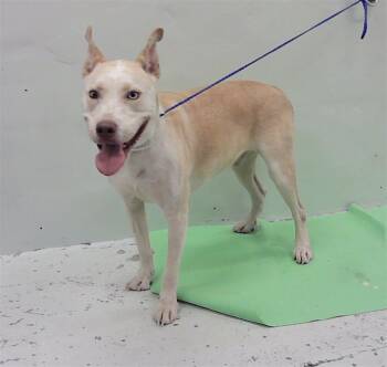 Rescue Labrador Retriever and Mixed Breed Dogs for Adoption in Houston, Texas - LOGAN | PetCurious