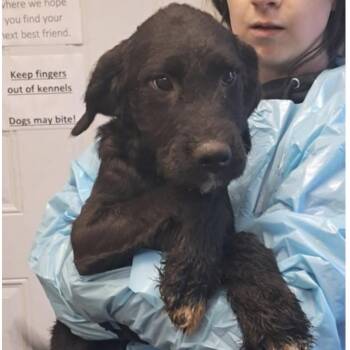 Sammie -  Terrier Dog for Adoption in Hollister, Missouri - Sammie | PetCurious