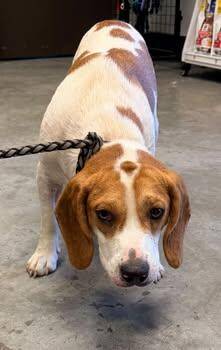 Toby -  Beagle and Australian Shepherd Dog for Adoption in Bowling Green, Kentucky - Toby | PetCurious