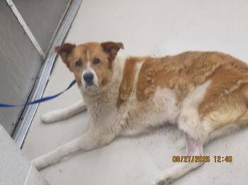 Buddy(804) -  Shepherd Dog for Adoption in Marietta, Georgia - Buddy(804) | PetCurious