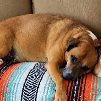 Lucy -  Mixed Breed Dog for Adoption in Columbus, North Carolina - Lucy | PetCurious