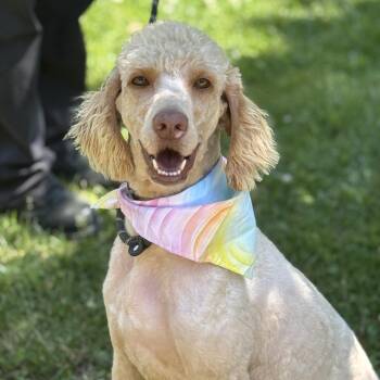 Poodle Dogs Available for Adoption in Meherrin, Virginia - Shandy | PetCurious