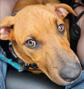 Lolly -  Great Dane and Rhodesian Ridgeback Dog for Adoption in Aurora, Illinois - Lolly | PetCurious