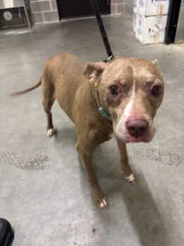 Daisy -  Bull Terrier and Mixed Breed Dog for Adoption in Atlanta, Georgia - Daisy | PetCurious