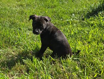 Gloin -  Mixed Breed Dog for Adoption in Madison, Wisconsin - Gloin | PetCurious