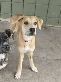 Rescue Mixed Breed Dogs for Adoption - Odessa | PetCurious