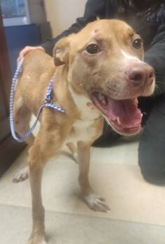 Rescue Terrier and Mixed Breed Dogs for Adoption in Maumelle, Arkansas - Thornton | PetCurious