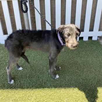 A612384 -  Giant Schnauzer and Mixed Breed Dog for Adoption in Modesto, California - A612384 | PetCurious