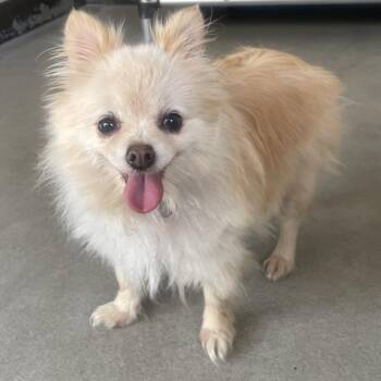 IVHS-Stray-141465 -  Pomeranian Dog for Adoption in San Gabriel, California - IVHS-Stray-141465 | PetCurious