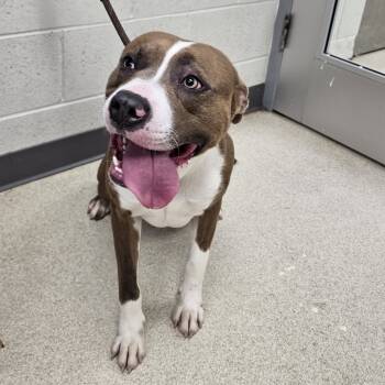 Rescue Pit Bull Terrier and Mixed Breed Dogs for Adoption in Evansville, Indiana - Kong | PetCurious