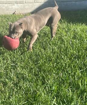 Rescue American Staffordshire Terrier Dogs for Adoption in New Orleans, Louisiana - Cobalt | PetCurious