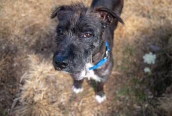 Rescue Terrier Dogs for Adoption in Santa Rosa, California - Garbanzo | PetCurious