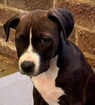 Pit Bull Terrier Dogs Available for Adoption in Boone, Colorado - Michelle | PetCurious