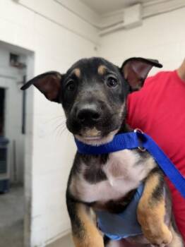 CABRALES -  Pit Bull Terrier and Mixed Breed Dog for Adoption in San Bernardino, California - CABRALES | PetCurious