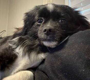 Pomeranian and Chihuahua Dogs Available for Adoption - Fred | PetCurious