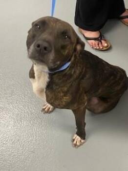 Pit Bull Terrier and Mixed Breed Dogs Available for Adoption in St. Cloud, Florida - PARIS | PetCurious