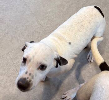 Snoopy -  Cattle Dog and Mixed Breed Dog for Adoption in Bossier City, Louisiana - Snoopy | PetCurious