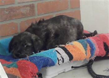 German Shepherd Dog and Mixed Breed Dogs Available for Adoption in Houston, Texas - A2072385 | PetCurious