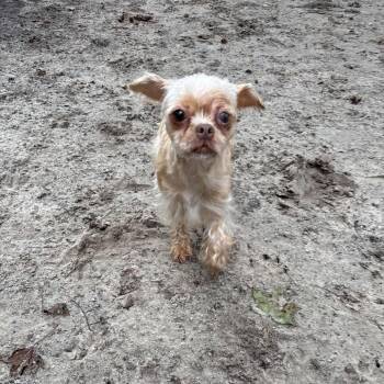 Mimsy 29885 -  Shih Tzu and Mixed Breed Dog for Adoption in Middleburg, Florida - Mimsy 29885 | PetCurious