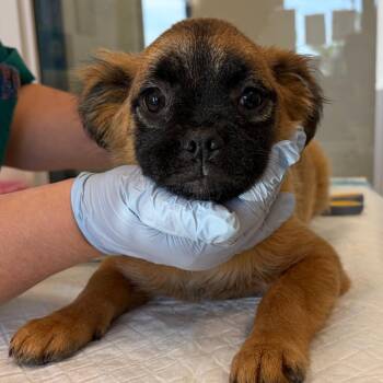 Evangeline -  Border Collie and Pug Dog for Adoption in Nashville, Tennessee - Evangeline | PetCurious