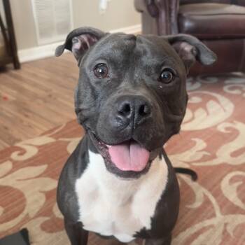 Tug -  American Staffordshire Terrier Dog for Adoption in Columbia, South Carolina - Tug | PetCurious