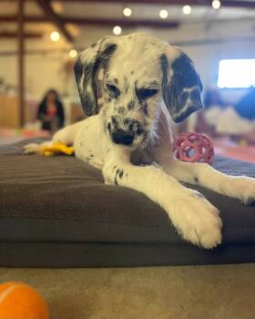Dalmatian and Standard Poodle Dogs Available for Sale - Jewel  | PetCurious