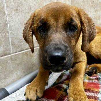 Cookie -  Mixed Breed Dog Available for Adoption in Poplar Bluff, Missouri - Cookie | PetCurious