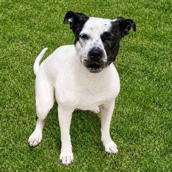 Destiny -  Mixed Breed Dog for Adoption in Wickenburg, Arizona - Destiny | PetCurious
