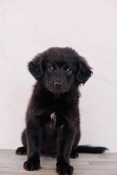 Florence -  Flat Coated Retriever and Labrador Retriever Dog for Adoption in San Diego, California - Florence | PetCurious