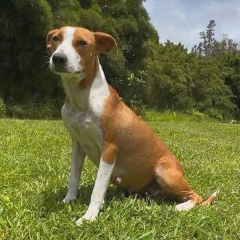 Momma Brewski -  Mixed Breed Dog for Adoption in Keaau, Hawaii - Momma Brewski | PetCurious