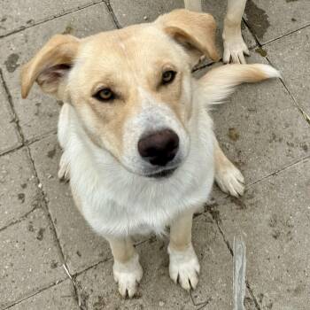 Rescue Labrador Retriever Dogs for Adoption in Washington, Missouri - Daphne | PetCurious