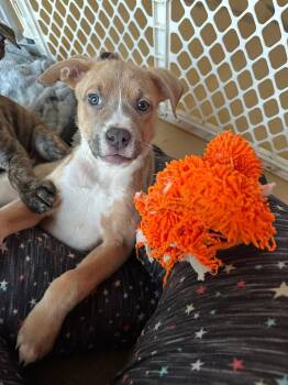 Pit Bull Terrier Dogs Available for Adoption in New London, Wisconsin - Bohdi | PetCurious