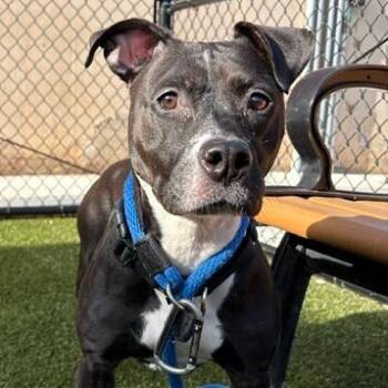 Pit Bull Terrier Dogs Available for Adoption in Philadelphia, Pennsylvania - Pattie | PetCurious