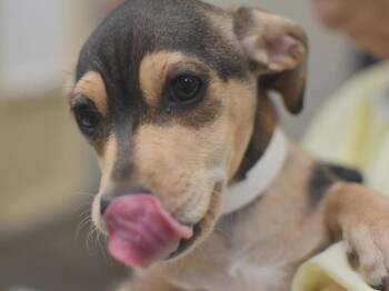Chihuahua Dogs Available for Adoption in Portland, Oregon - Aphid | PetCurious